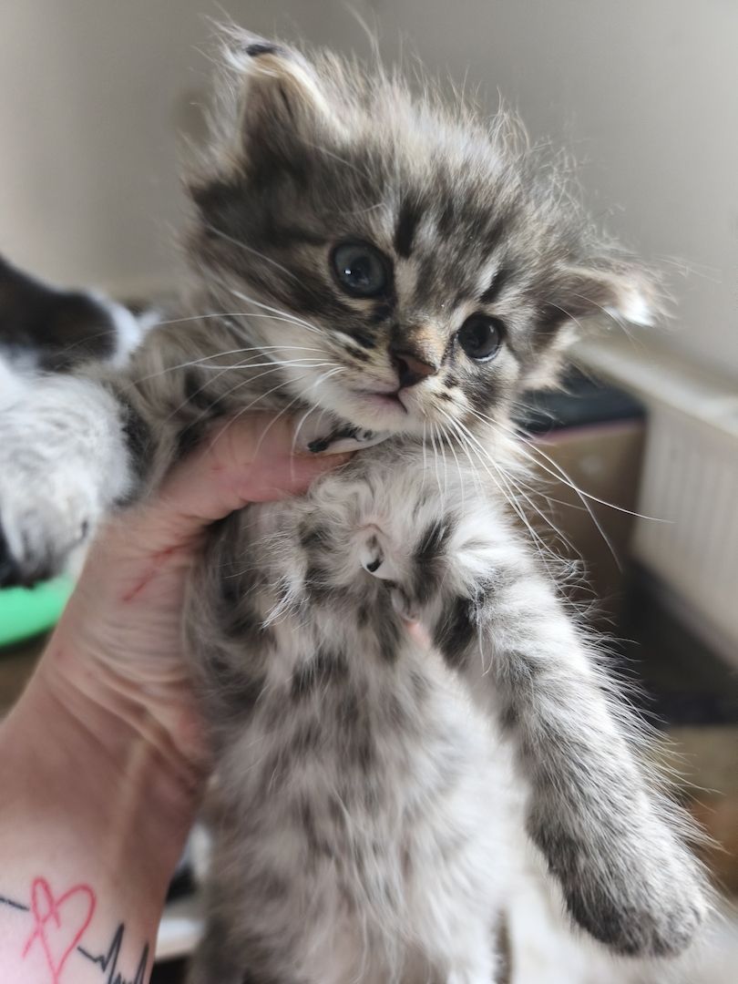 Maincoon persermix kitten
