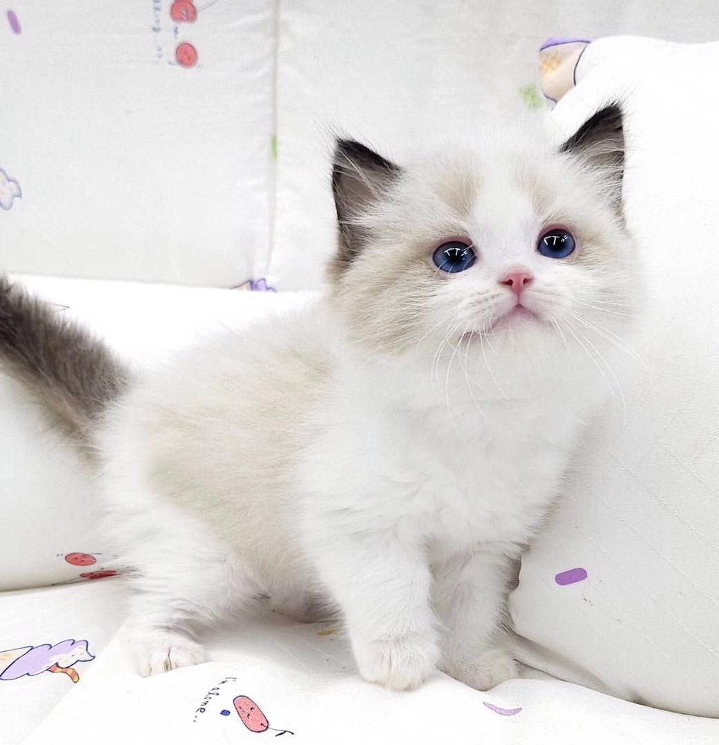 Ragdoll-Babys abzugeben