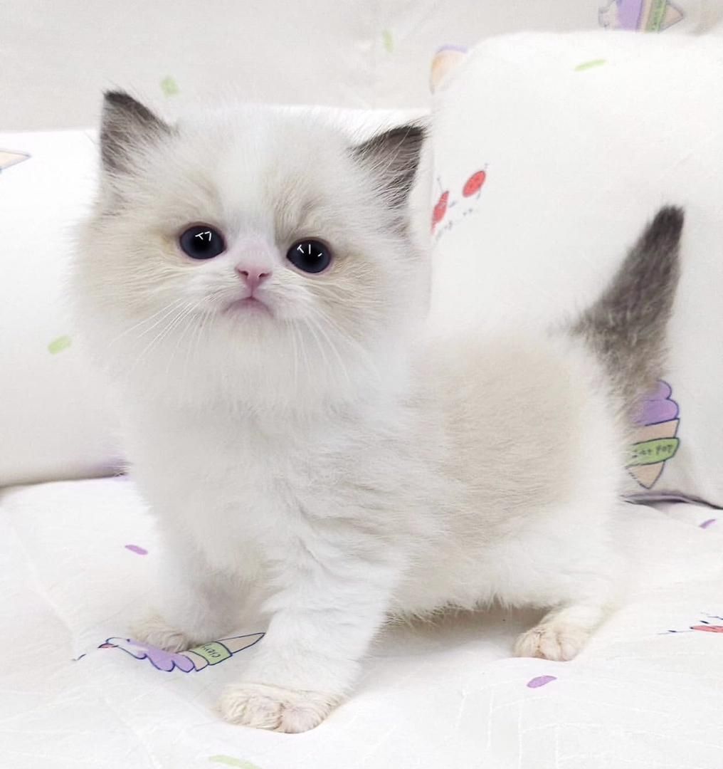 Ragdoll-Babys abzugeben