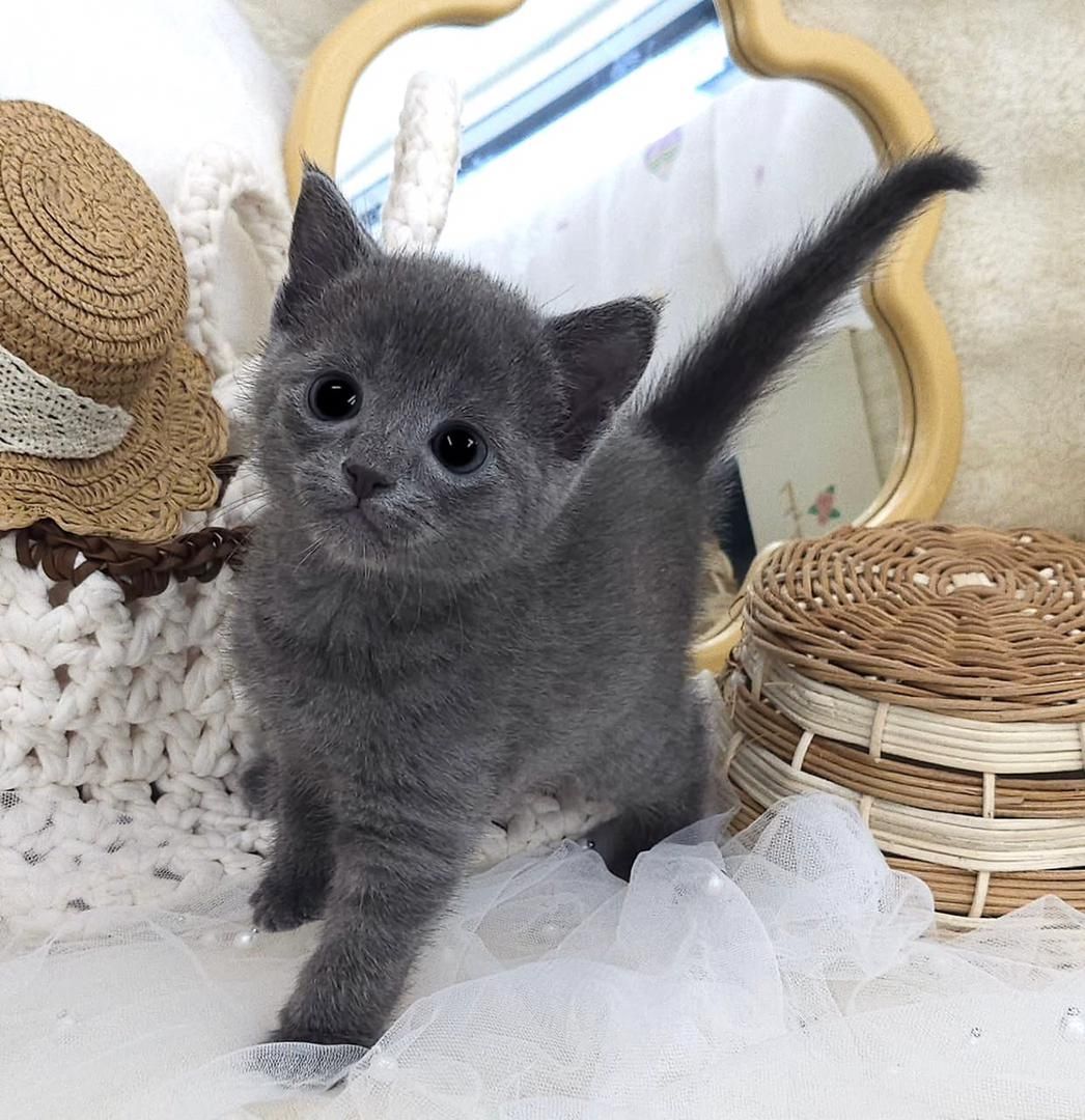 Wunderschöne Russisch Blau Kätzchen abzugeben