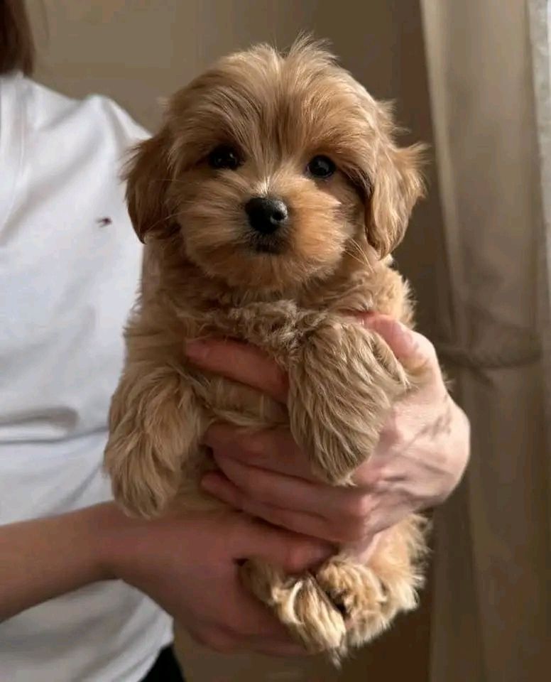 Maltipoo-Welpen zu verkaufen