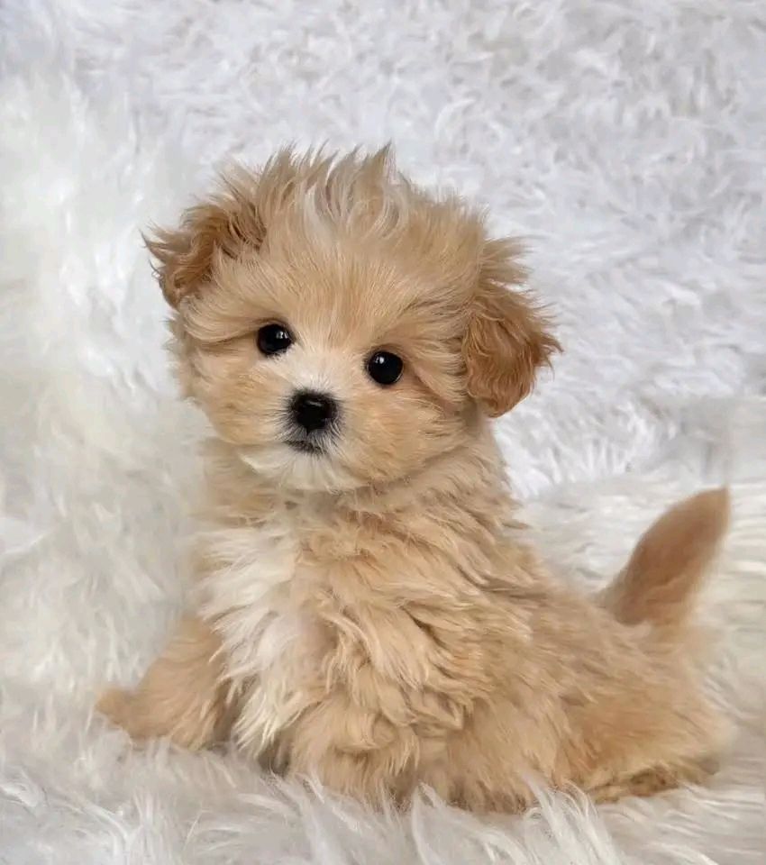 Maltipoo-Welpen zu verkaufen