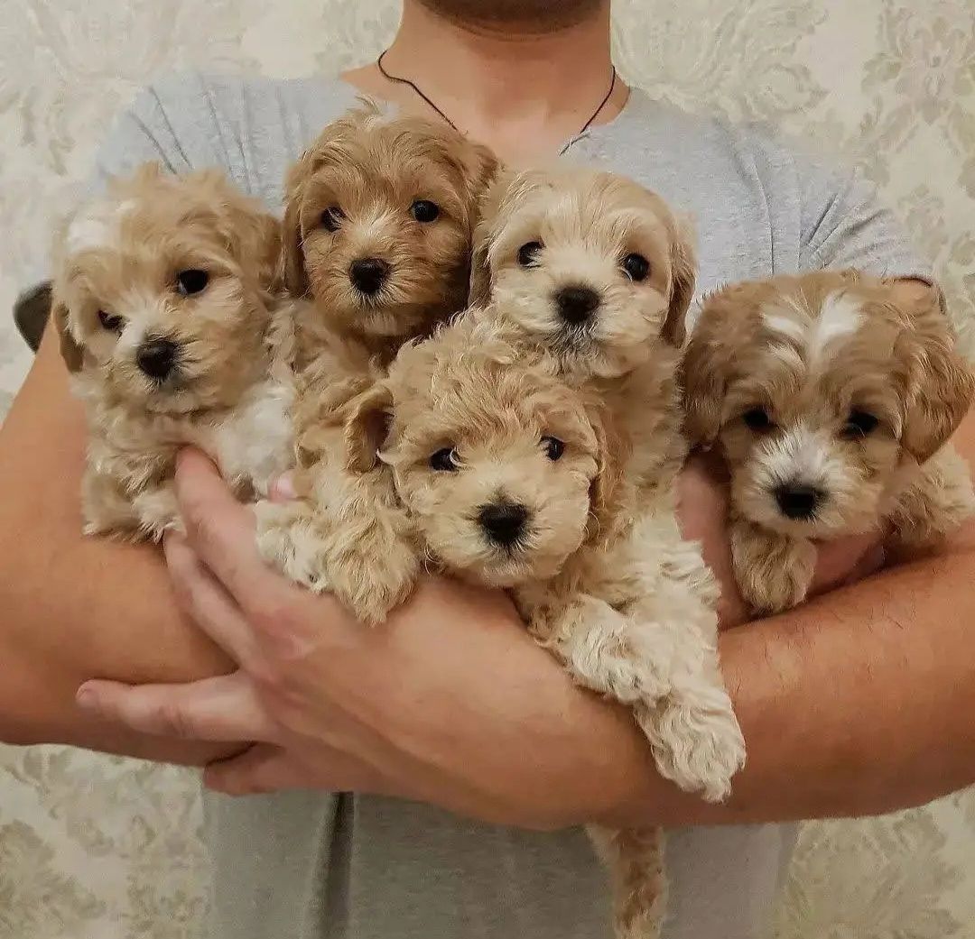 Maltipoo-Welpen zu verkaufen