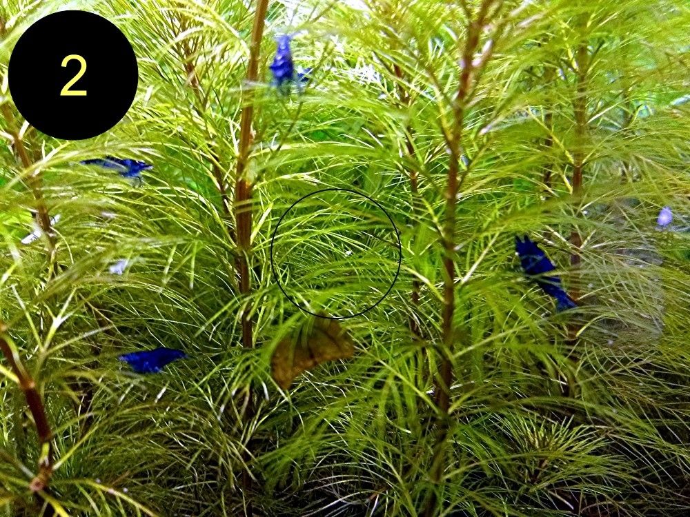 Zwerggarnele, Blue Dream, Blue Jelly, Blue Pearl, White Pearl, Versand