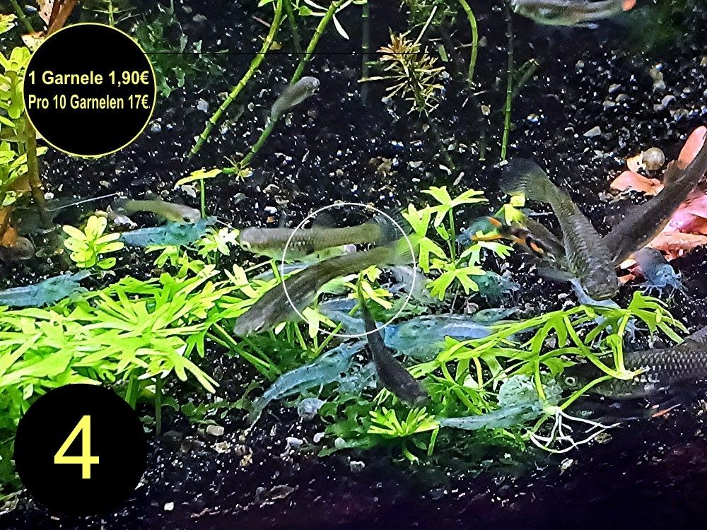 Zwerggarnele, Blue Dream, Blue Jelly, Blue Pearl, White Pearl, Versand