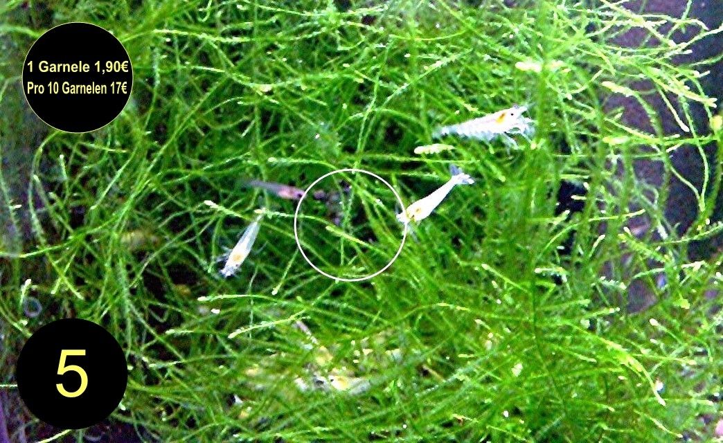 Zwerggarnele, Blue Dream, Blue Jelly, Blue Pearl, White Pearl, Versand