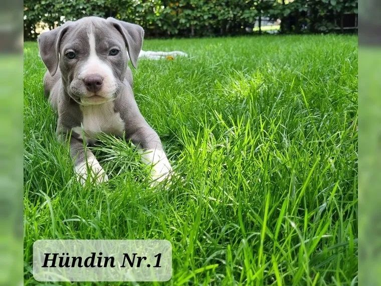 Süße Am Staff American Staffordshire Terrier Pitbull Welpen !