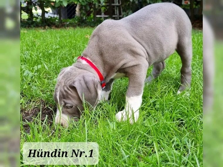 Süße Am Staff American Staffordshire Terrier Pitbull Welpen !