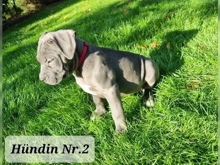 Süße Am Staff American Staffordshire Terrier Pitbull Welpen !