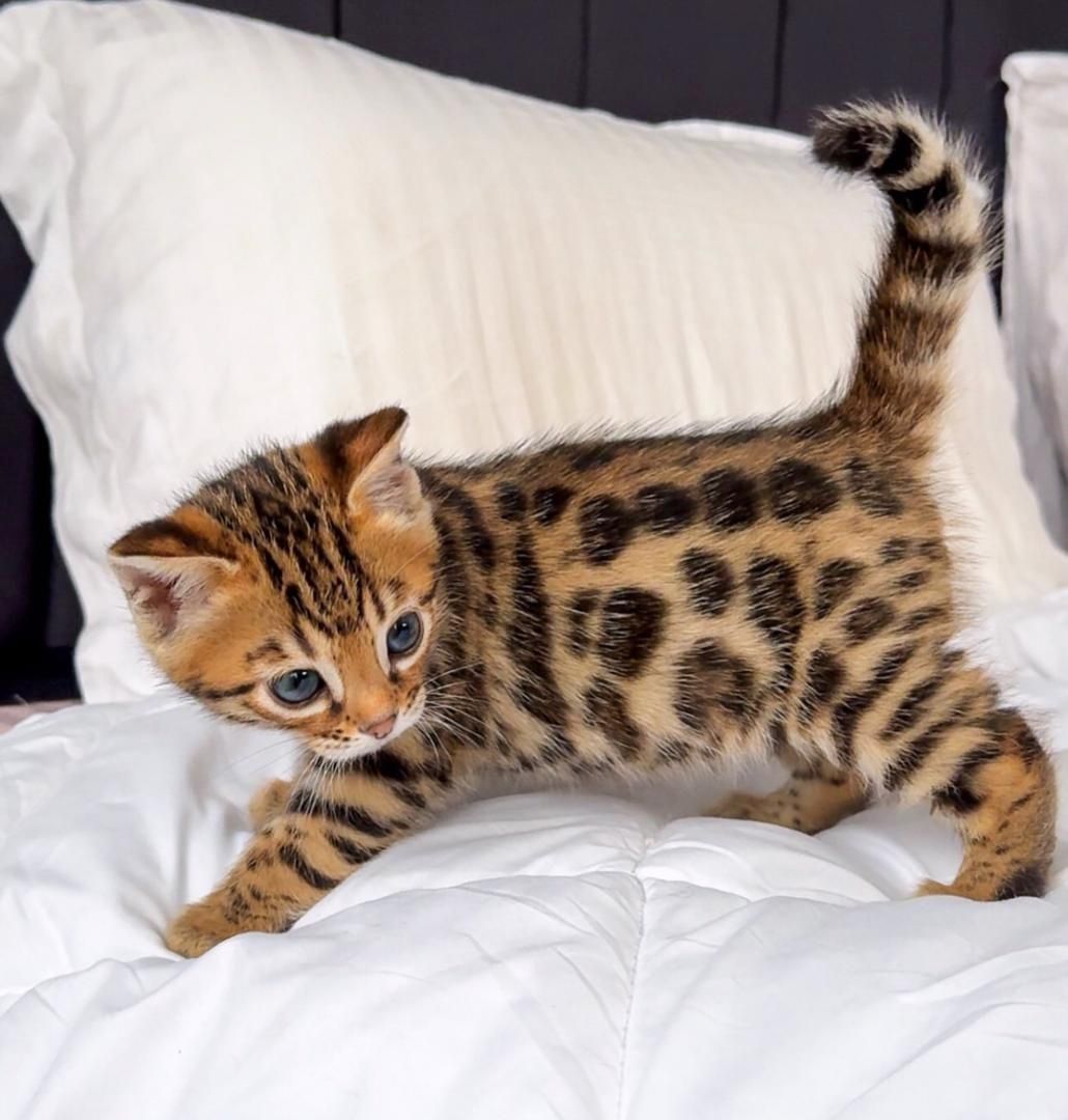 Bengal-Kater und -Katzen abzugeben