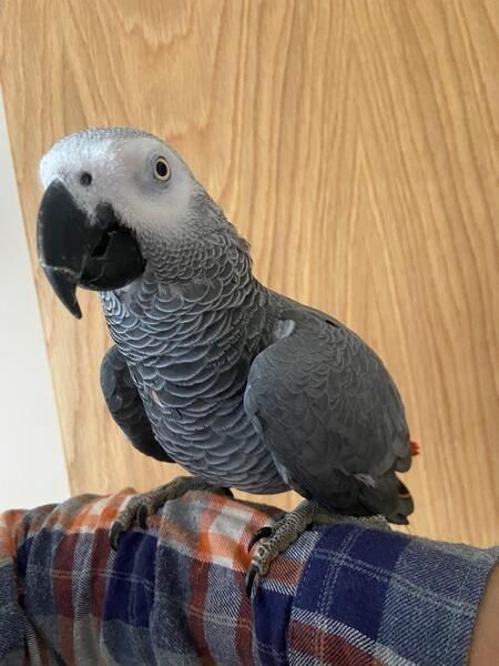 Faszinierende Graupapageien