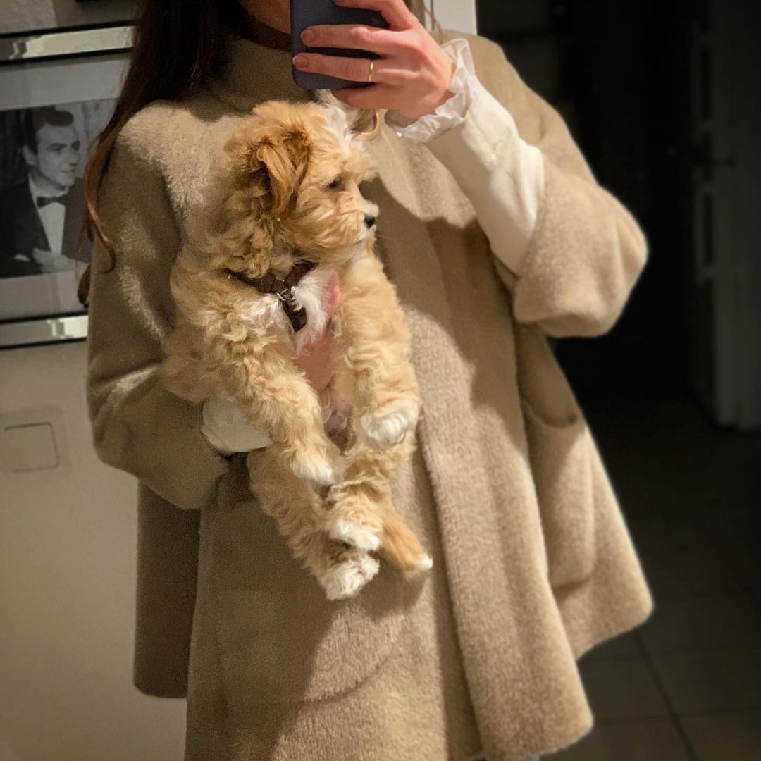 Bezaubernde Maltipoo Welpen