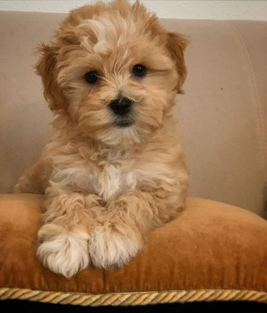 Bezaubernde Maltipoo Welpen