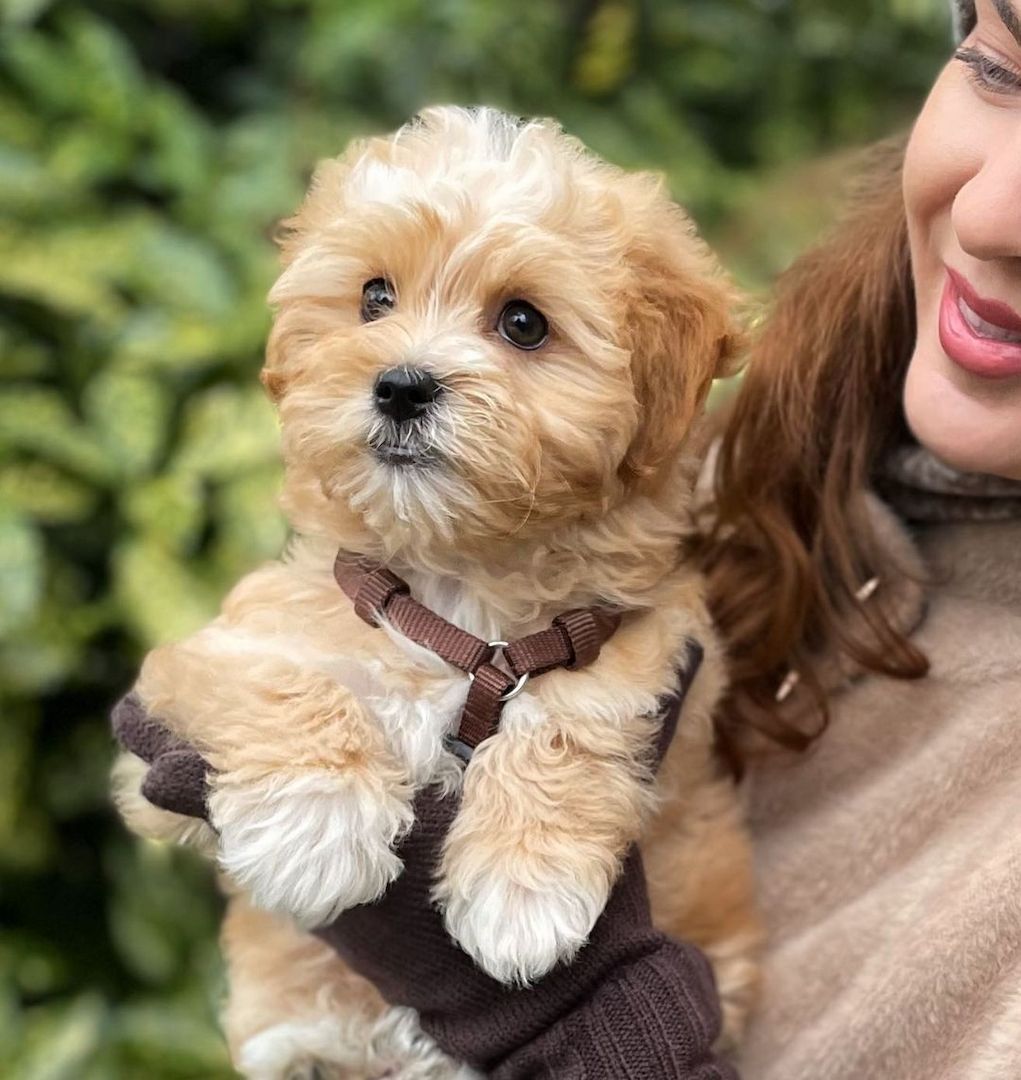 Bezaubernde Maltipoo Welpen