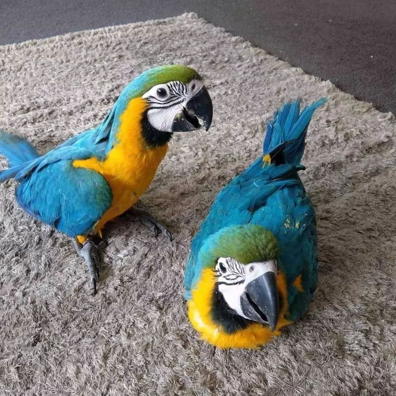 Blau-gelbe Aras verfügbar und bereit zum Abholen