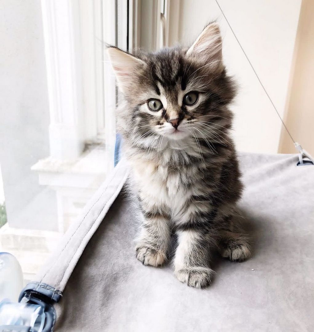 Reinrassige Norwegische Katzenbabys abzugeben