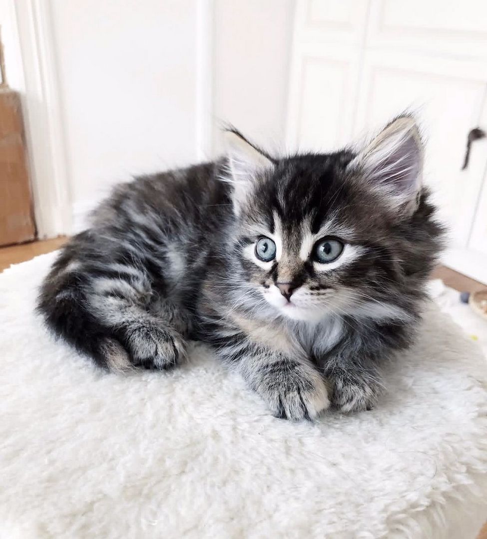 Reinrassige Norwegische Katzenbabys abzugeben