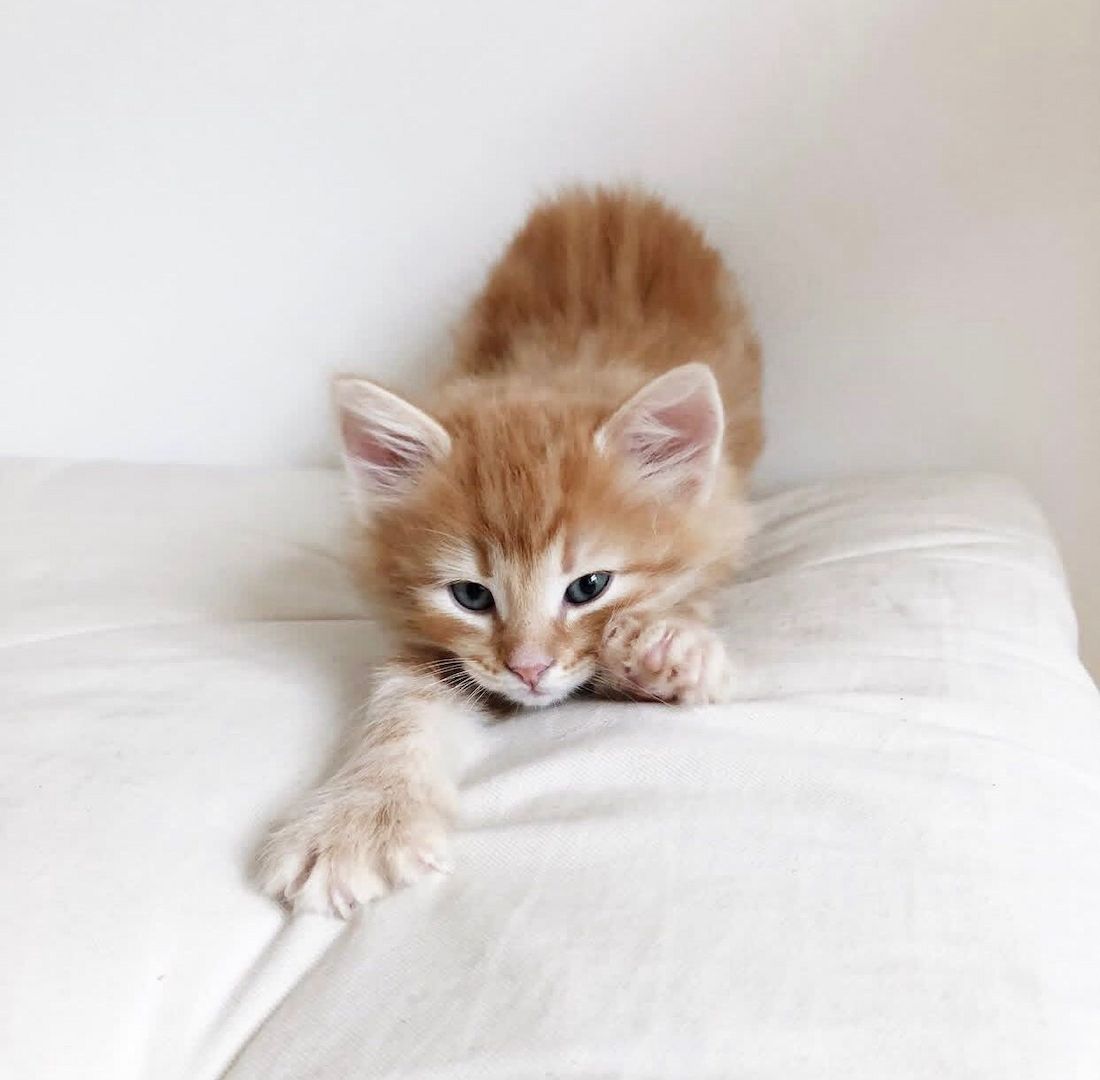 Reinrassige Norwegische Katzenbabys abzugeben