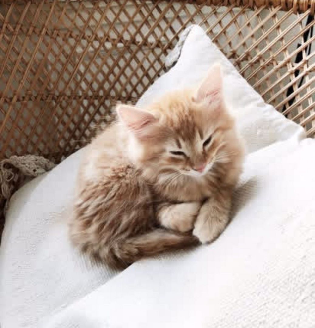 Reinrassige Norwegische Katzenbabys abzugeben