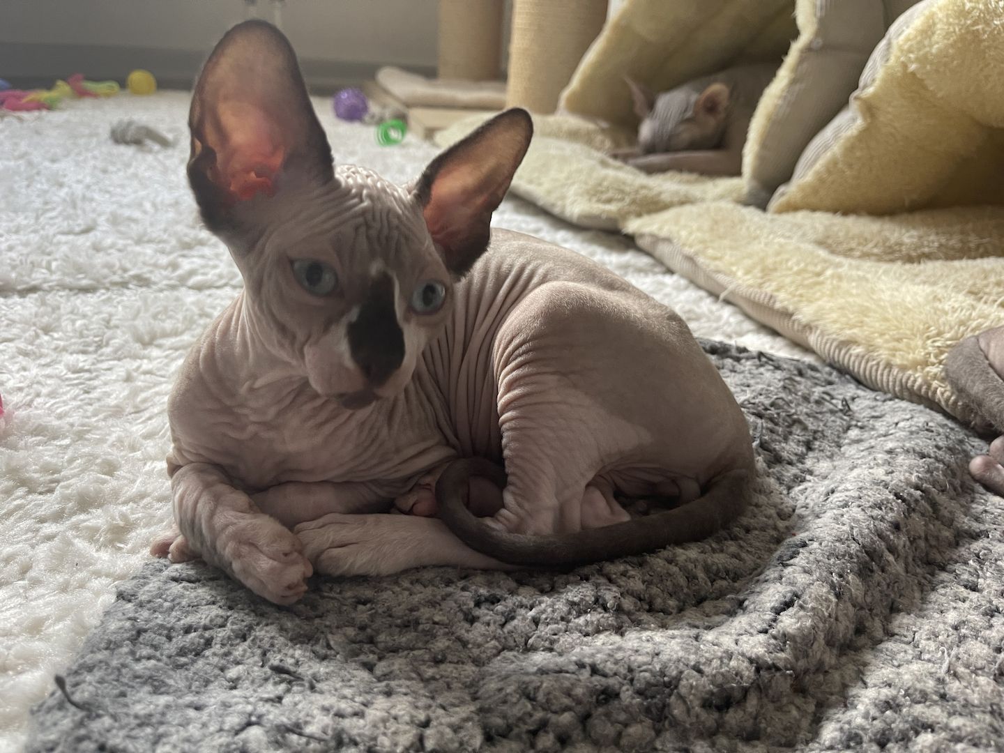 Sphynx Kitten
