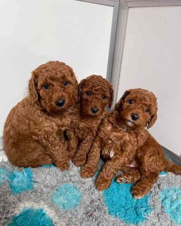 Zuckersüßer Toy und Zwerg Pudel-Welpen