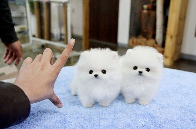 MINI POMERANIAN WELPEN