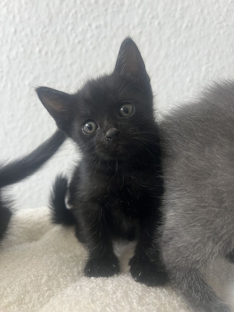 Bkh / Siam / Russisch blau kitten