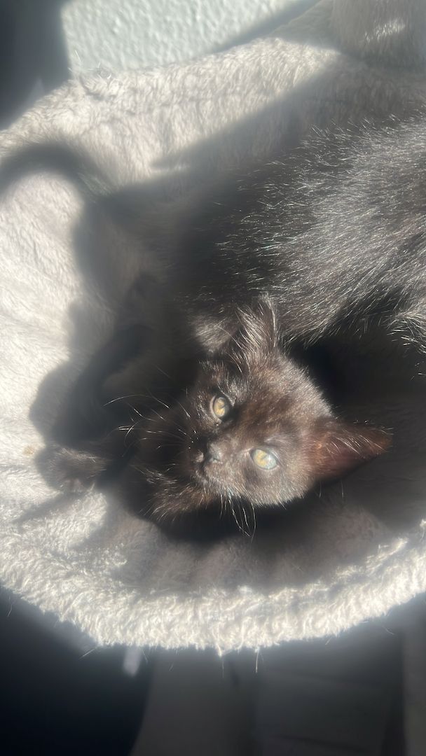 Bkh / Siam / Russisch blau kitten