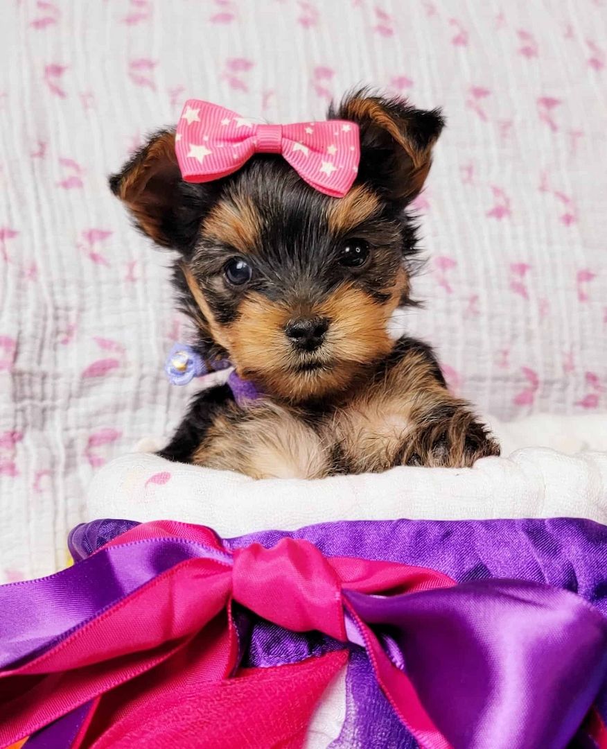 Reinrassige Yorkshire/Biewer Terrier Welpen