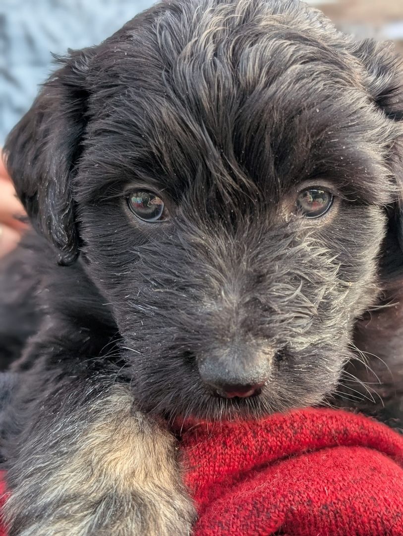 Portugiesische Wasserhund- Bergamasker Mix Welpen