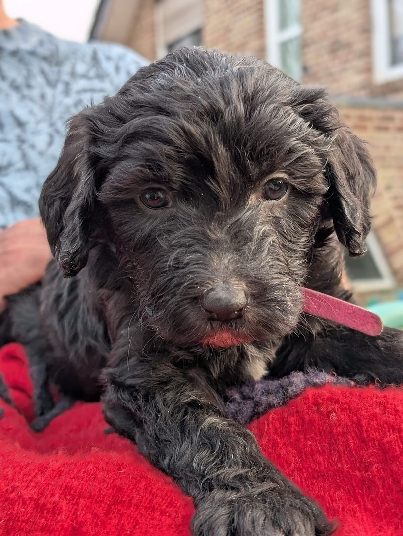 Portugiesische Wasserhund- Bergamasker Mix Welpen