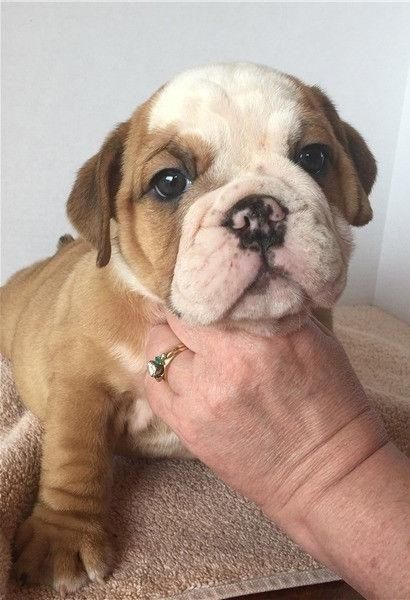Old English Bulldog Welpen suchen ein Zuhause