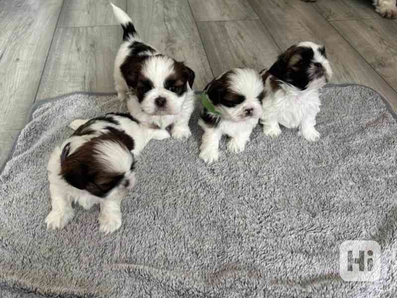 Wunderschöne Shih Tzu Welpen