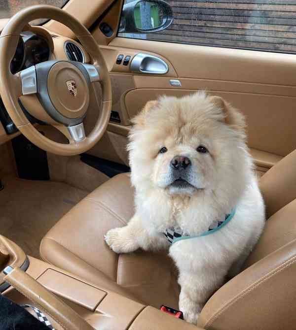 CHOW CHOW--Welpen