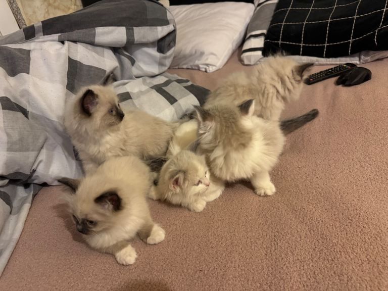 Ragdoll-Kätzchen mit blauen Augen