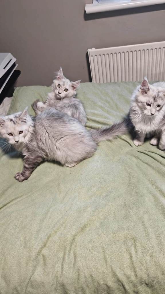 Maine-Coon-Kätzchen (GCCF-registriert)