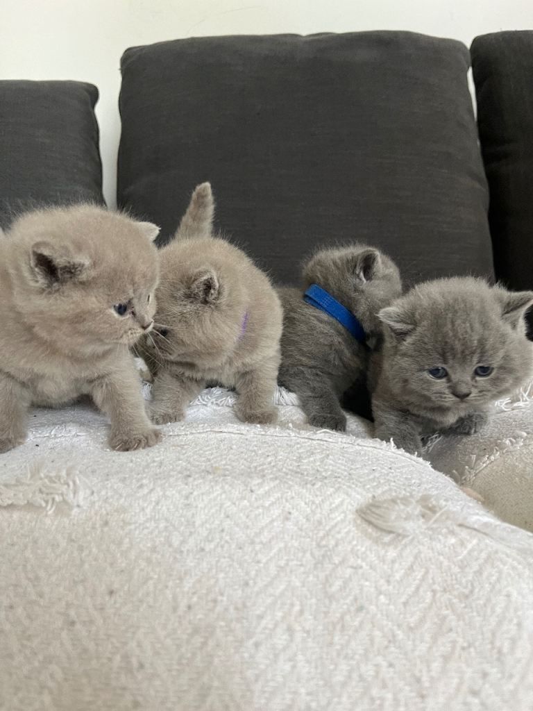 Britisch Kurzhaar-Kätzchen