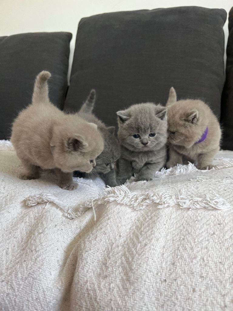 Britisch Kurzhaar-Kätzchen