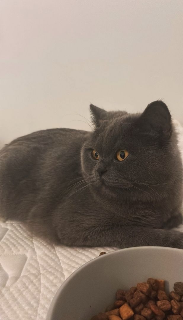 Britische Kurzhaarkatze