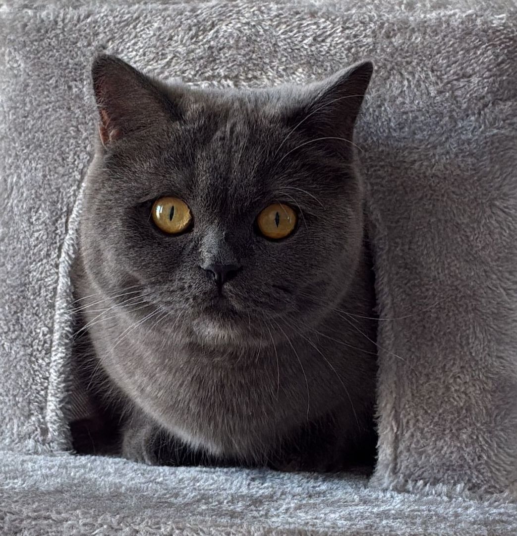 Britische Kurzhaarkatze