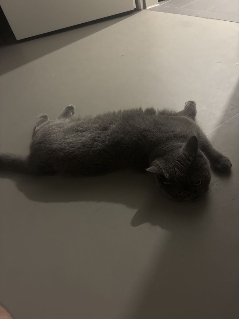 Britische Kurzhaarkatze