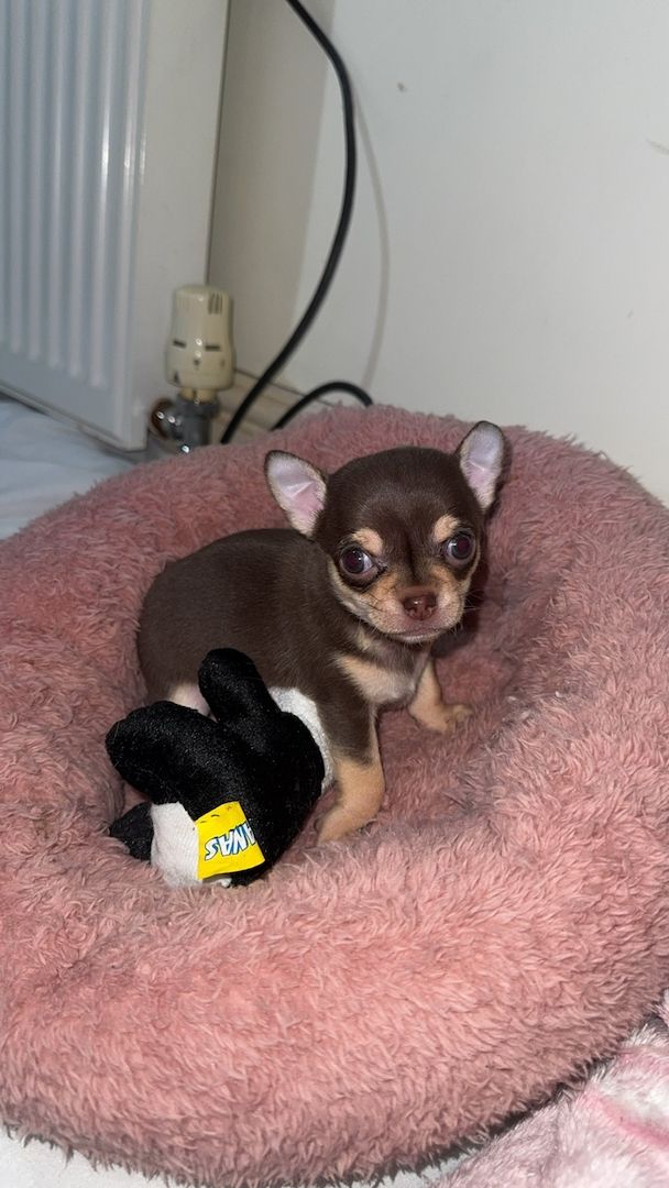 Wunderschöne Chihuahua-Welpen