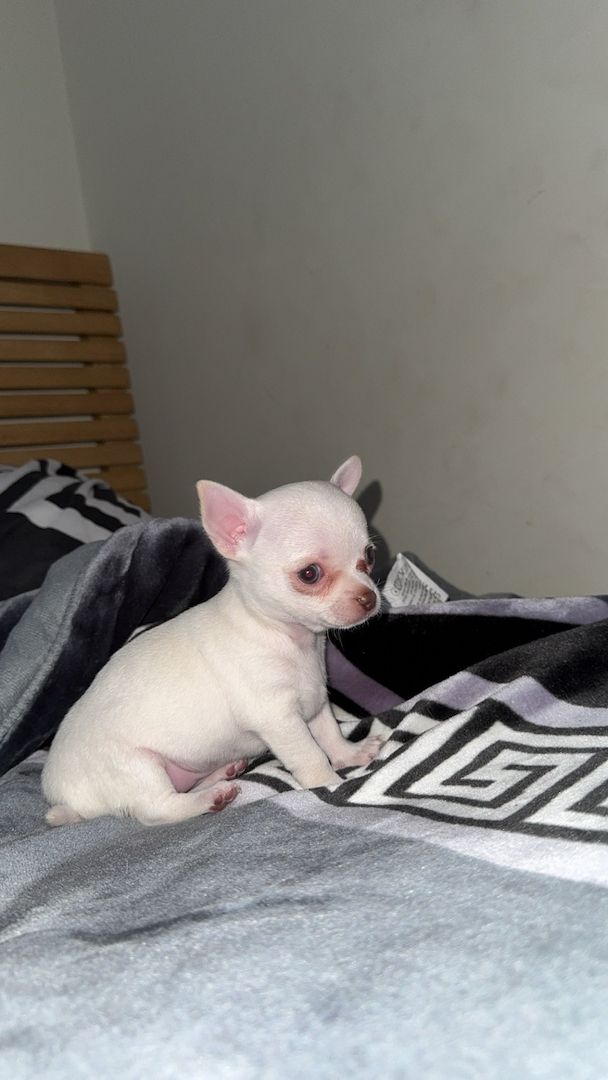 Wunderschöne Chihuahua-Welpen