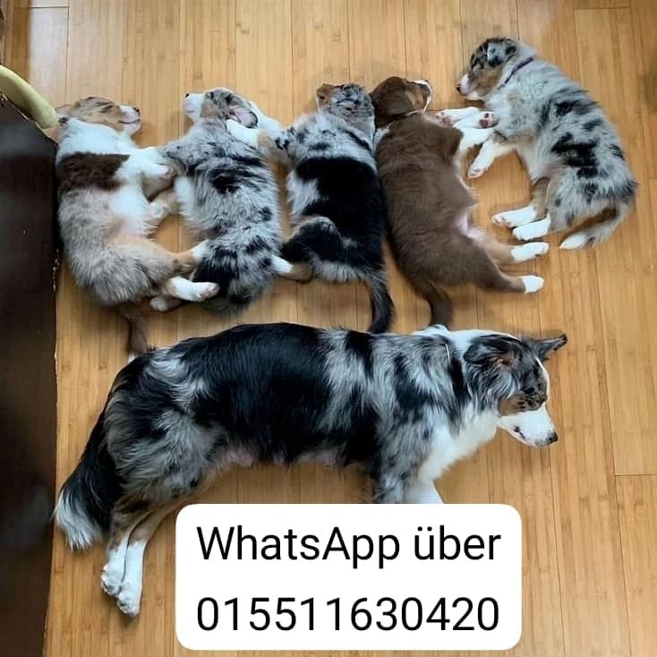 Bezaubernde Australian Shepherd Welpen