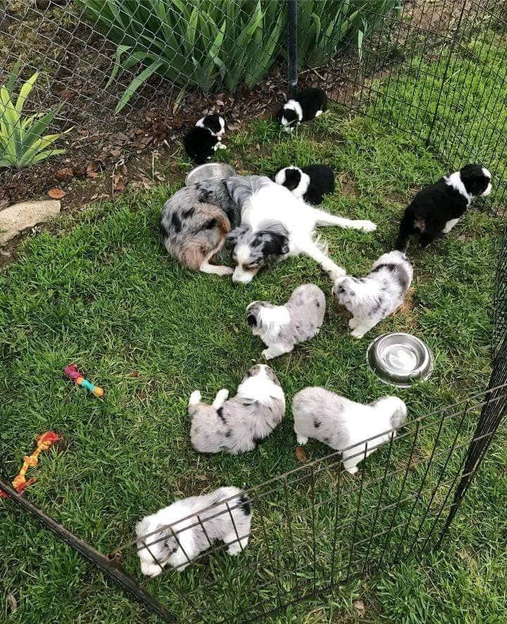 Australische Schäferhundwelpen abzugeben