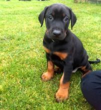 Rottweilerwelpen abzugeben
