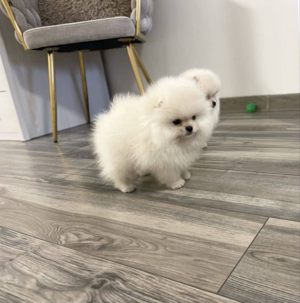 Pomeranian-Welpen suchen ein neues Zuhause