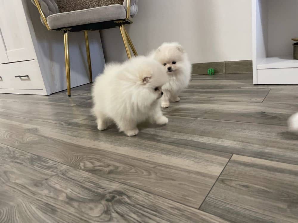 Pomeranian-Welpen suchen ein neues Zuhause