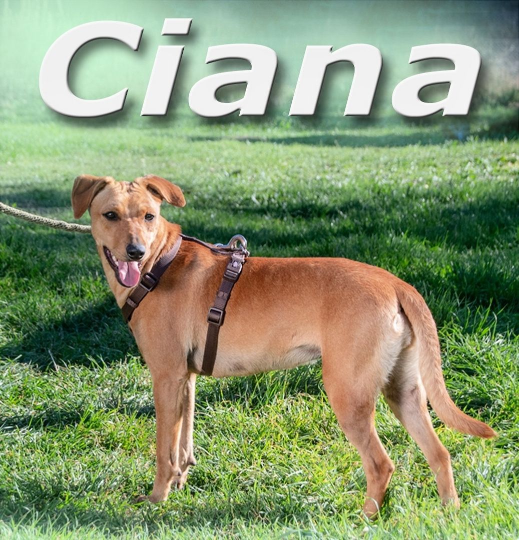 Ciana - eine sanfte Nachzüglerin