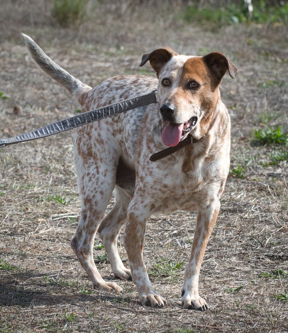 Duke - ein Schatz mit Handicap